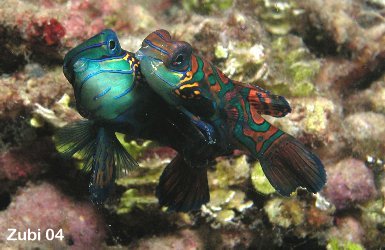 1714Dragonet