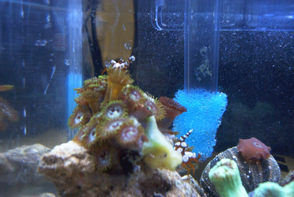 1719Sexy-Shrimp-2