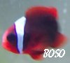 1724Boso_Great