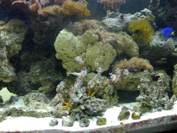1751gorgonian