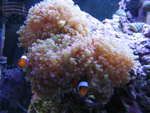1773Clownfish_in_frogspawn