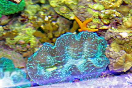 1869Clam