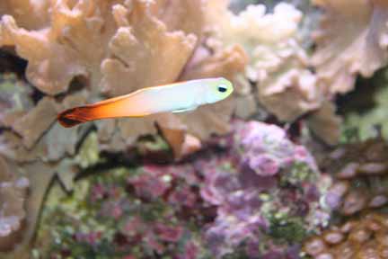 1869Firefish