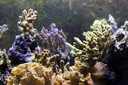 1869few_corals