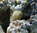 1964sponge