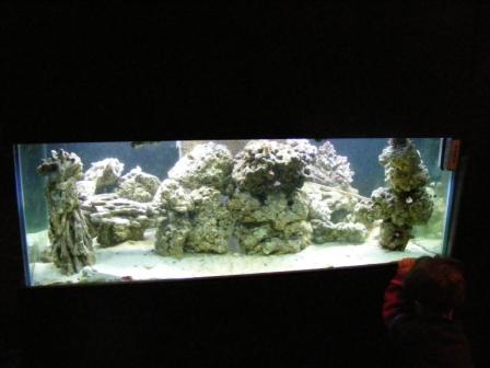 2008_0217Fish0002