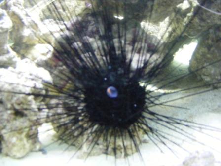 2008_0217Fish0012