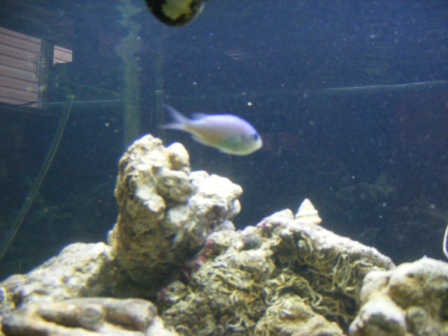 2008_0217Fish0022