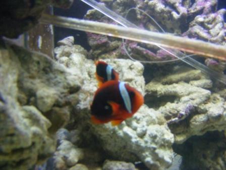 2008_0217Fish0025