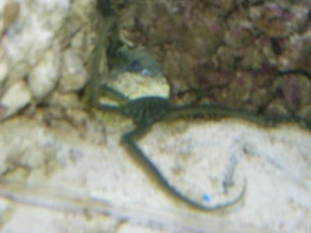 2008_0217Fish0033