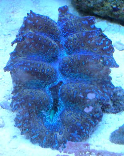 518crocea