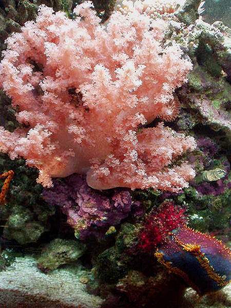 522colt-cauliflower_pink_w_sea-apple