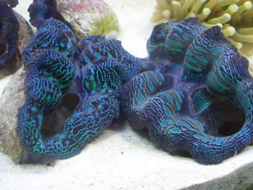 5872clams
