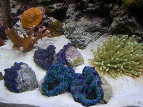 5875clams