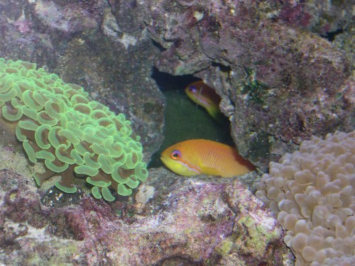 587anthias