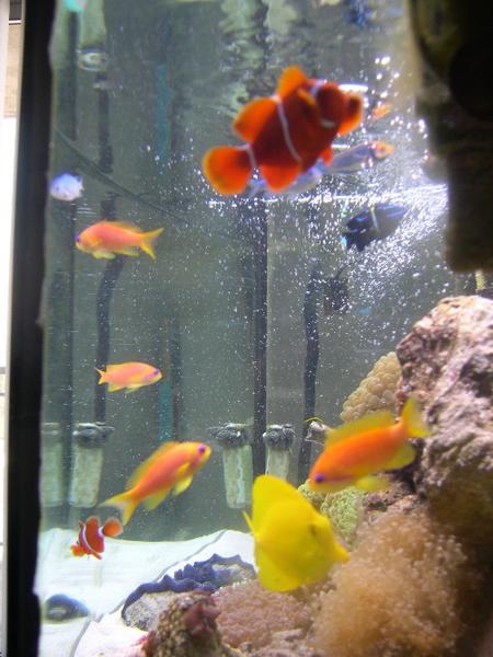 587anthias2