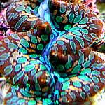 587rclam5_2avo