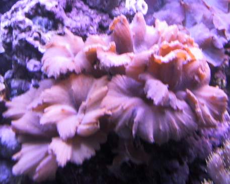 650Coral3