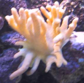 650Coral4