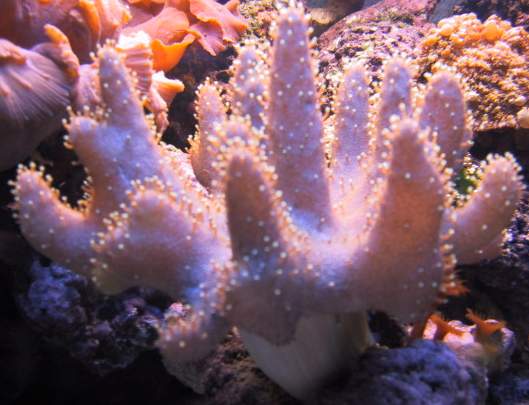 650Coral5
