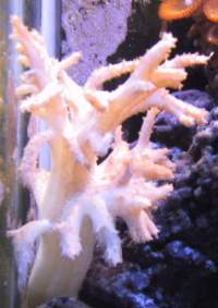 650Coral6