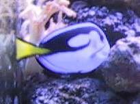 650Regal_Tang