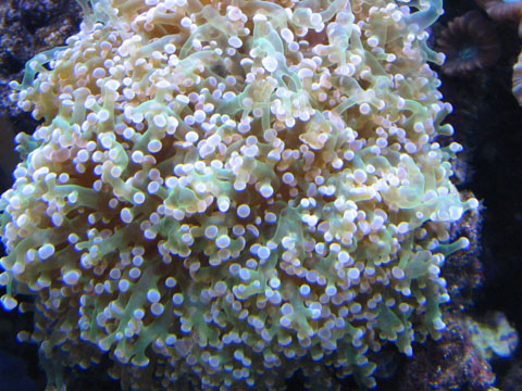 75G_Frogspawn