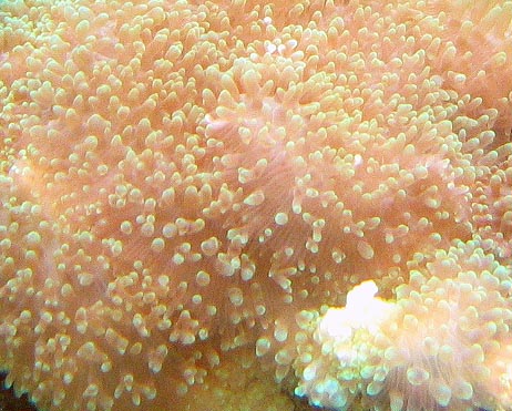 815fuzzyshroom