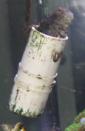 816blenny