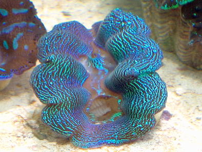 867clam2