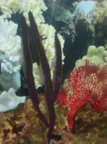 975Coral