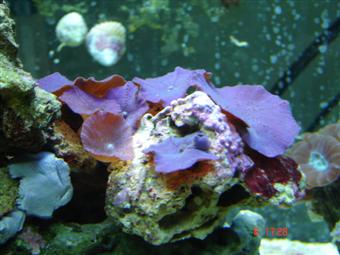 989group_2_077