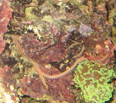Bristleworms1