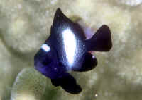 Dascyllus_albisellaHIJuv