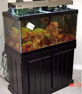 Fish_Tank