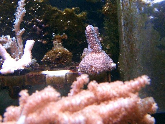 Frags2