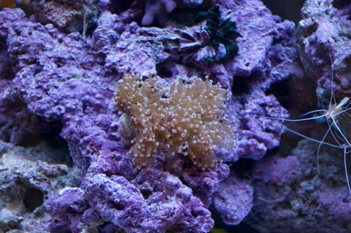 Frogspawn1