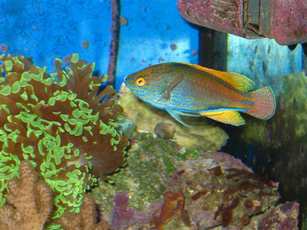 Lineatus_Custom_