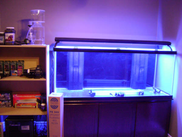 My_reef_tank_001