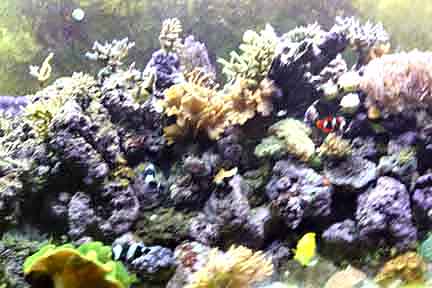 Partial_tank_Nov_2005