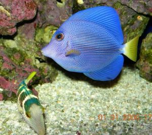 Tang_and_Puffer