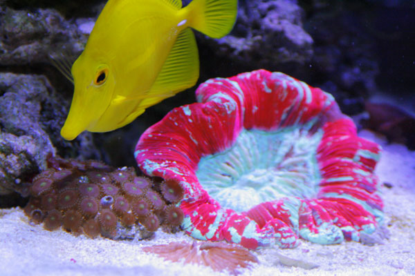 Yellow-Tang