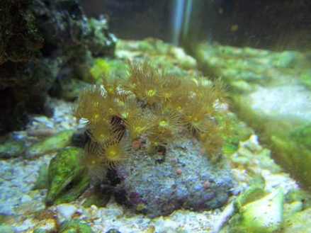 YellowPolyp