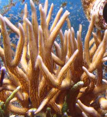 birdsnest_coral