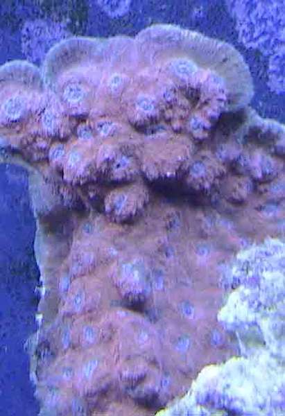 echinophyllia