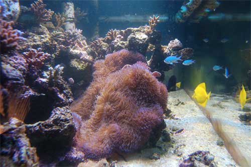frags-and-anemone-at-2-mont