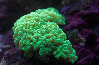 green_candy_cane