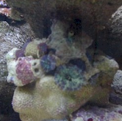 green_mush_Oct22-08