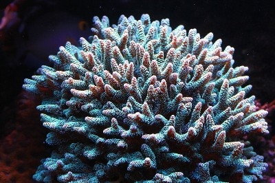 green_stylo