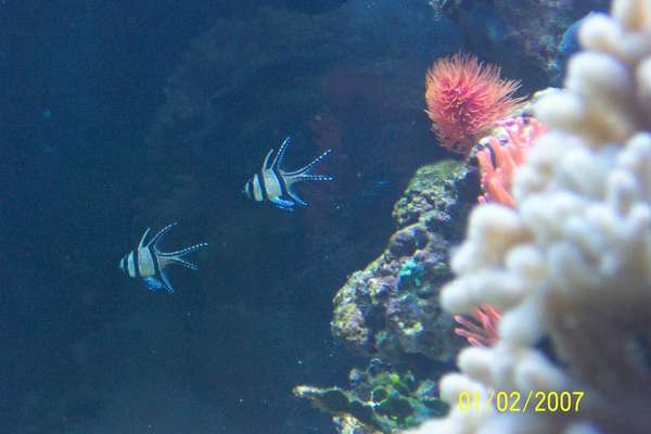 saltwater fish